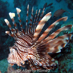 Pterois volitans. THIS PORTRAIT OF A RED LIONFISCH  IS SH... by Alberto Romeo 